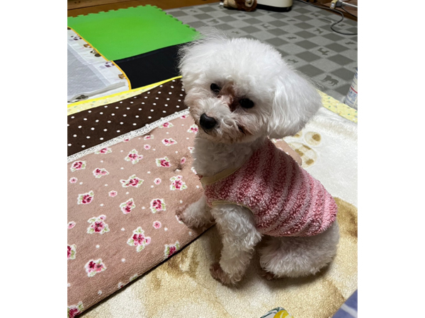モデル犬を卒業したオハナちゃん♪